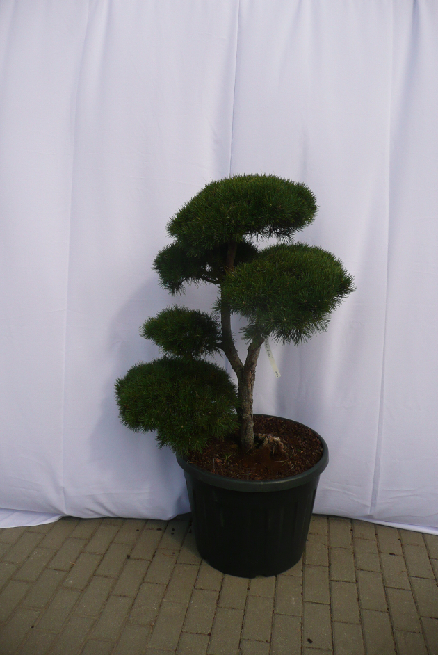 Tobuli bonsai tobulam sodui - dekoratyvinių augalų centre BENVITA 