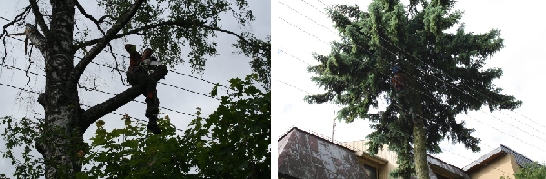 Medžių pjovimas ir genėjimas visoje Lietuvoje Medžių pjovimas ir genėjimas visoje Lietuvoje