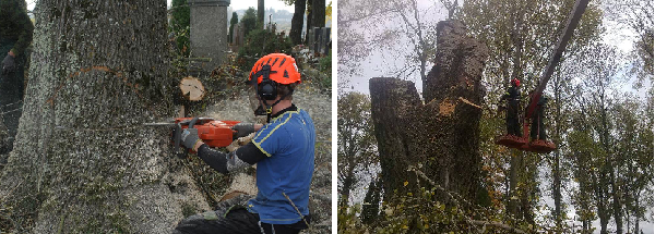 Medžių pjovimas ir genėjimas visoje Lietuvoje Medžių pjovimas ir genėjimas visoje Lietuvoje