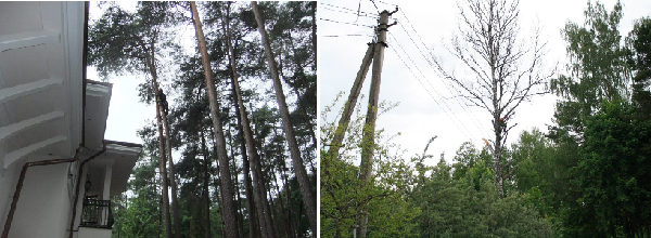 Medžių pjovimas ir genėjimas visoje Lietuvoje Medžių pjovimas ir genėjimas visoje Lietuvoje