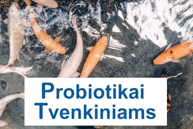 Tvenkinių valymas nuo dumblių, vandens telkinių mikrobiologinės būklės gerinimas Probiotikais Tvenkiniams