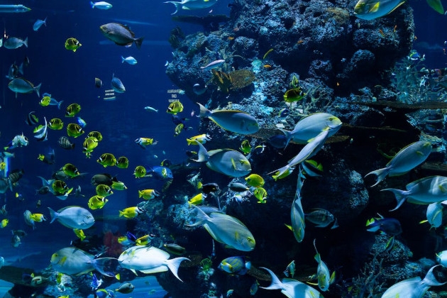 Vandens valymo sistema skirta akvariumui – atbulinio osmoso vandens valymo sistema AQUAFILTER AQUARIUM