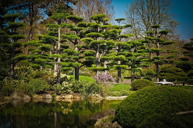 Tobuli bonsai tobulam sodui - dekoratyvinių augalų centre BENVITA