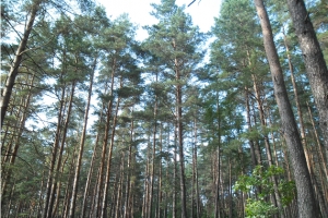 Miško pirkimas: Perkame mišką su žeme ir be žemės išsikirtimui