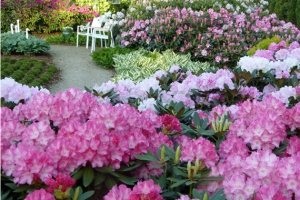 Virš 1000-čio įvairių spalvų ir dydžių rododendrų BENVITA dekoratyvinių augalų centre